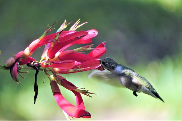 蜂鸟 喂食 爆竹藤 - 上的免费照片