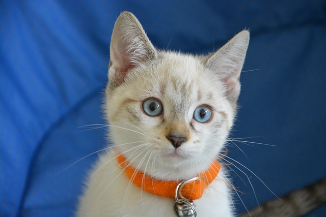 小猫 猫 猫看 - 上的免费照片