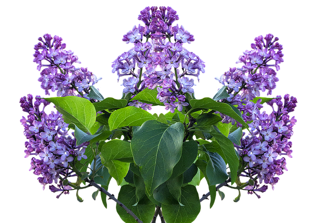 紫丁香 春天 丁香花 - 上的免费照片