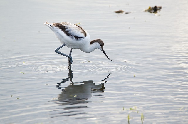 Avocets 雏 池塘 - 上的免费照片