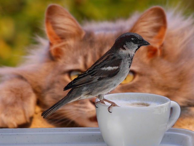 麻雀 鸟 咖啡 - 上的免费照片