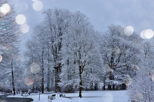 Frost在树上 小雪 - 上的免费照片