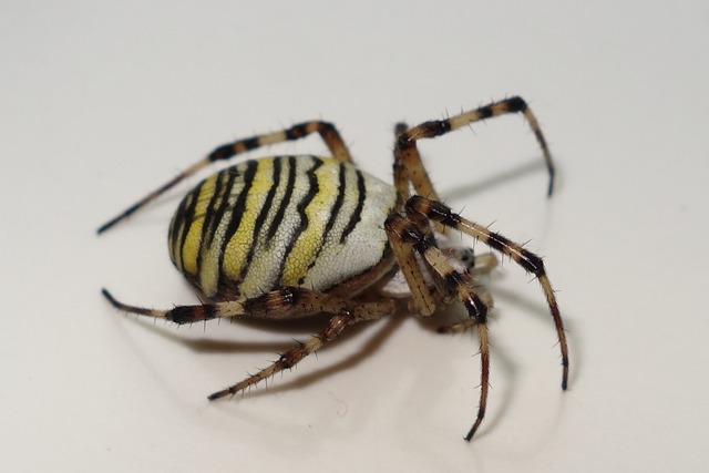 蜘蛛 Zebraspinne 昆虫 - 上的免费照片