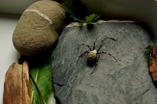 蜘蛛 Zebraspinne 昆虫 - 上的免费照片