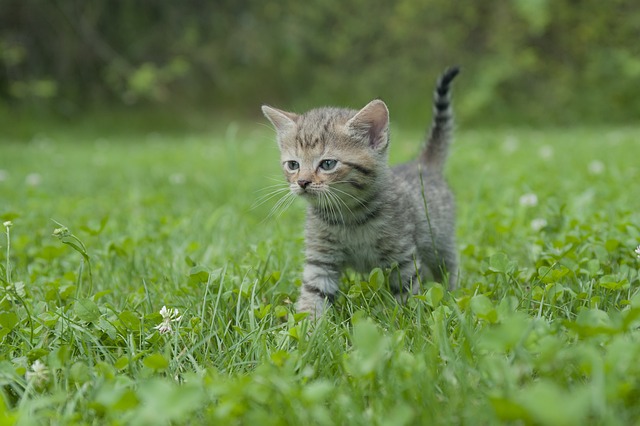 小猫 猫 虎猫 - 上的免费照片