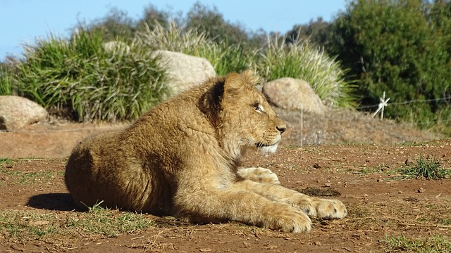 小狮子 狮子 猫 - 上的免费照片