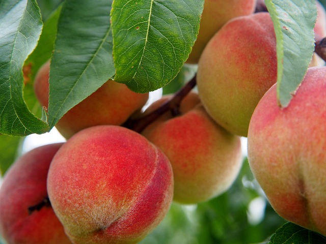 桃 水果 桃树 - 上的免费照片