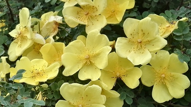 野蔷薇 可爱的蔷薇 - 上的免费照片