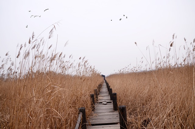 陈桥 黄河湿地 - 上的免费照片