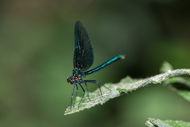 宏 蜻蜓 昆虫 - 上的免费照片