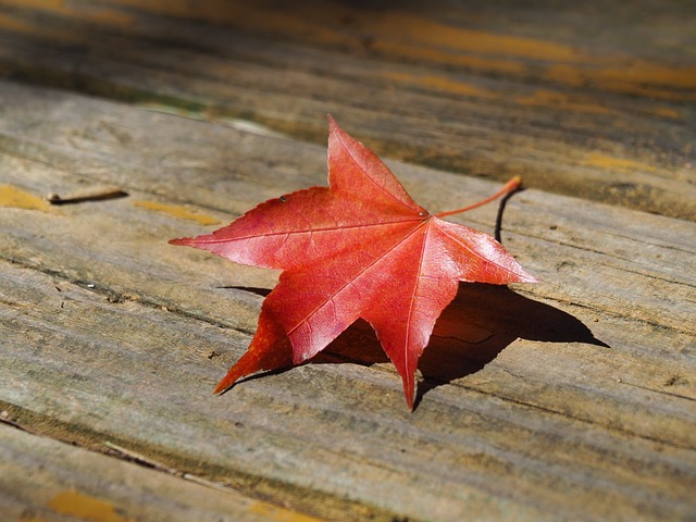 台灣 武陵農場 - 上的免费照片