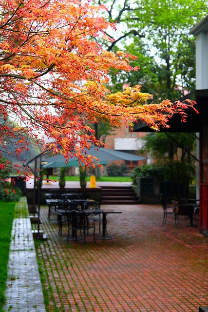 鸡爪槭 枫叶 红叶 - 上的免费照片