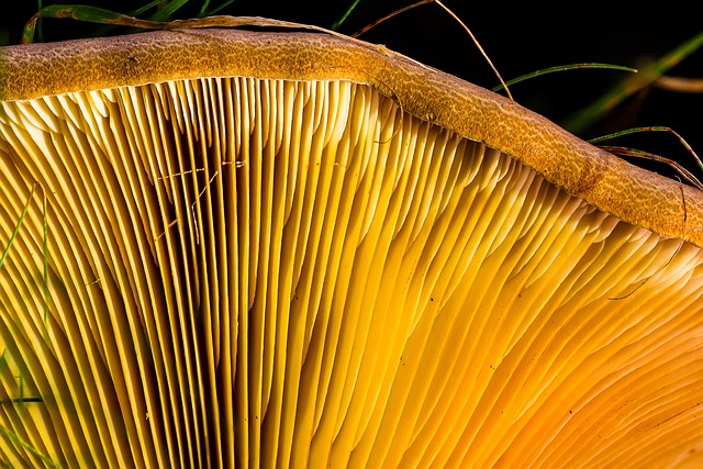 木耳 蘑菇 光盘真菌 - 上的免费照片
