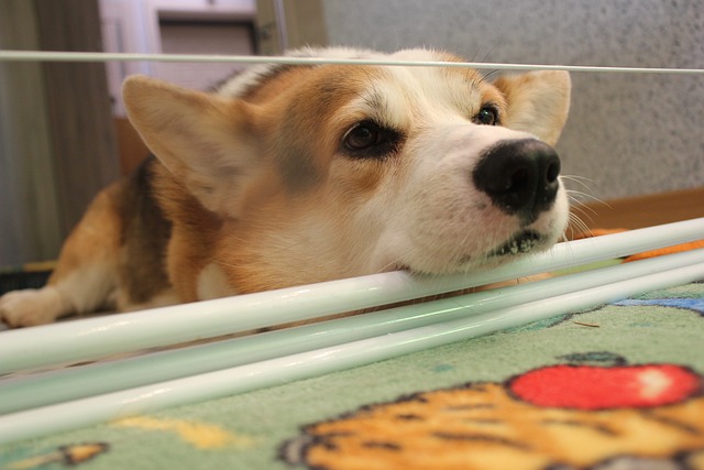 柯基 伏 沃尔特 - 上的免费照片