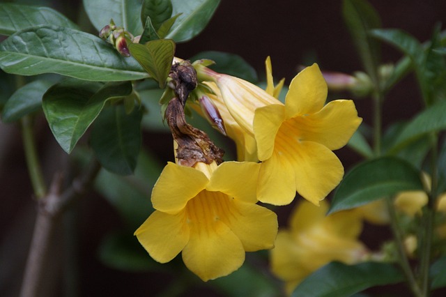 金喇叭 阿拉曼达Cathartica 狗毒植物 - 上的免费照片