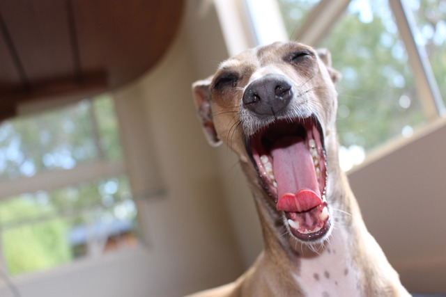 灵缇犬 狗 纯种 - 上的免费照片
