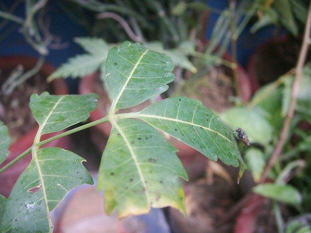 离开 楝树 蜜蜂 - 上的免费照片