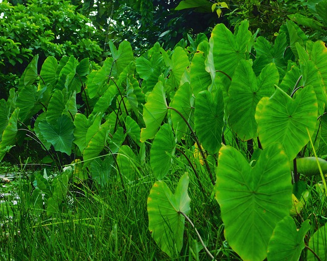 劳斯 植物 绿色 - 上的免费照片