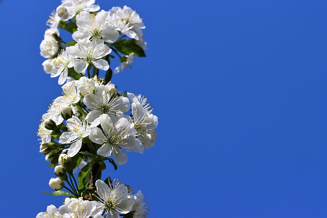 春天 性质 花卉 - 上的免费照片