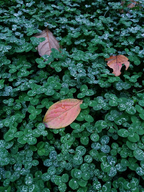 Autumn Leaf - 上的免费照片