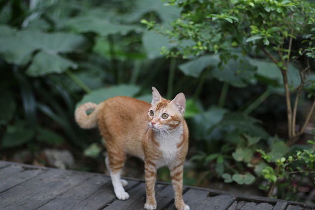 猫 流浪猫 - 上的免费照片