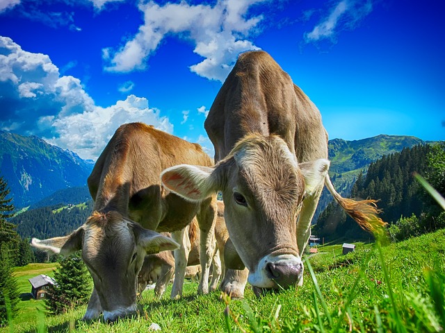 奶牛 牛 农场 - 上的免费照片