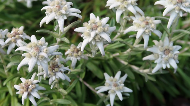 Edelweiss 瑞士人 - 上的免费照片