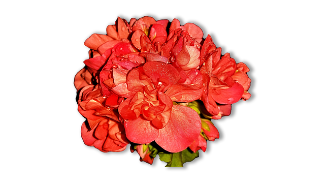 家花 Pelagonia - 上的免费照片