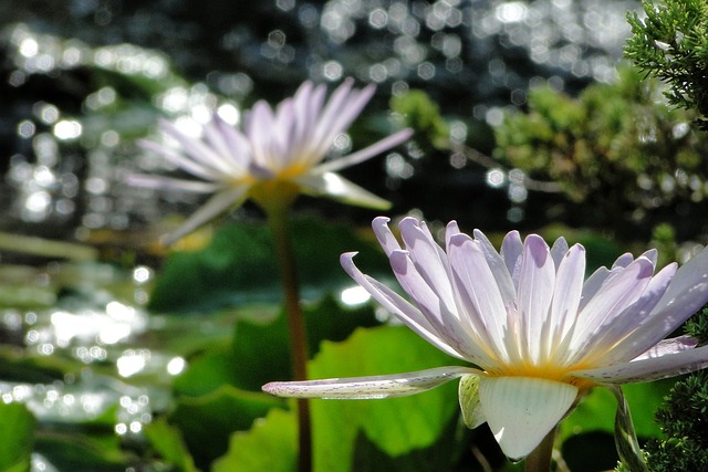 睡蓮 花 綻放 - 上的免费照片