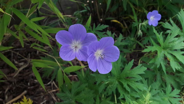 Tr?dg?rdsn?va 花园 花 - 上的免费照片