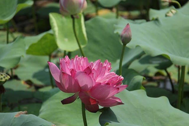 Water Lily Plant - 上的免费照片