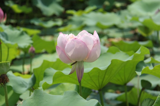 Water Lily Plant - 上的免费照片