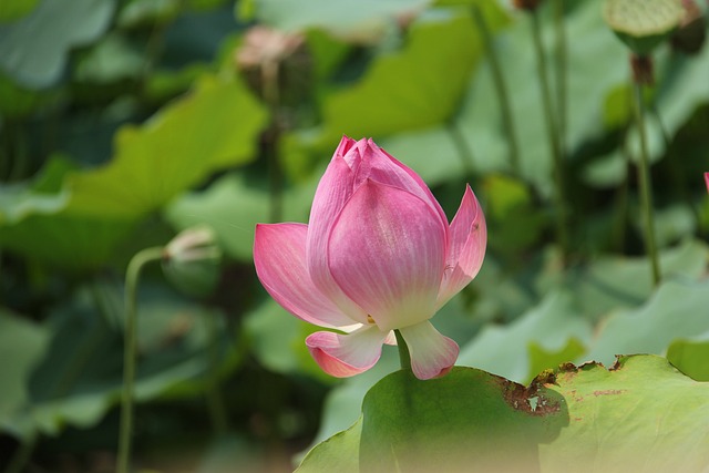Water Lily Plant - 上的免费照片