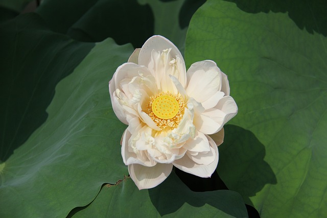 Water Lily Plant - 上的免费照片