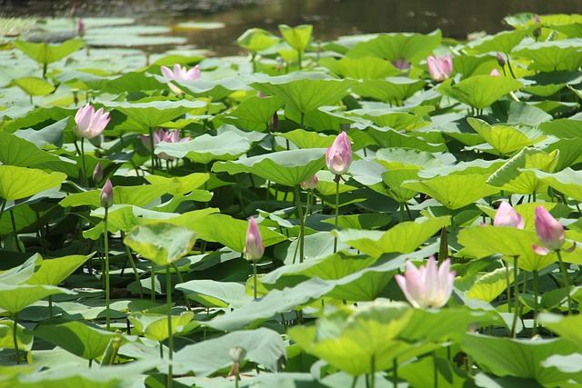 Water Lily Plant - 上的免费照片
