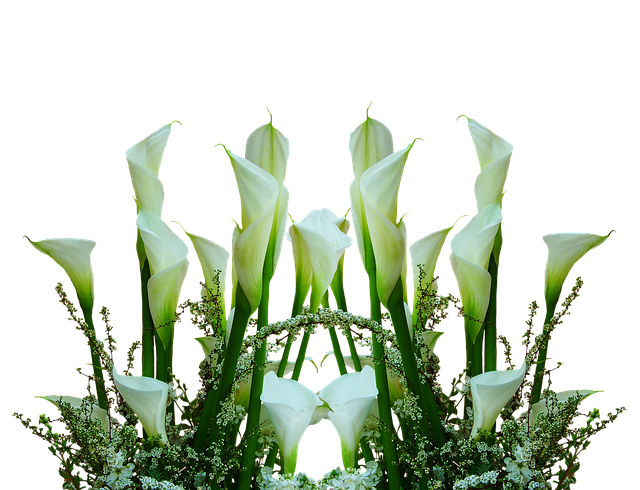 卡拉斯 开花 切花 - 上的免费照片