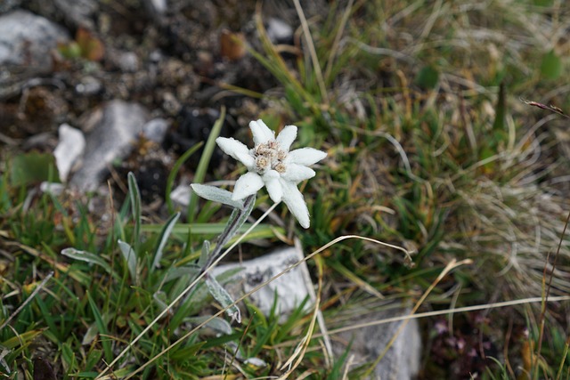 雪绒花 高山 Edelwei? 火绒 Microdochium - 上的免费照片
