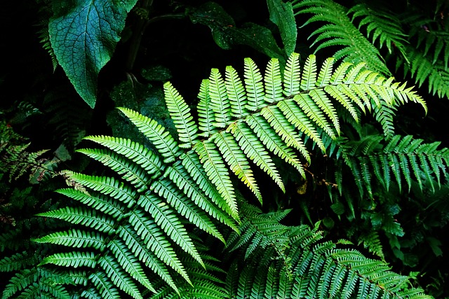 蕨类 绿色 森林 - 上的免费照片