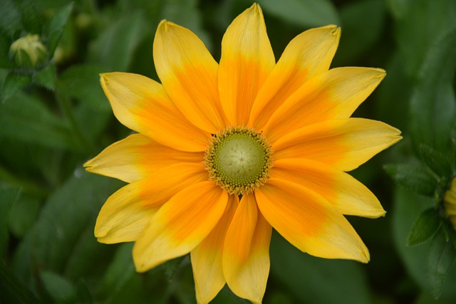 花 花束 黄色 - 上的免费照片