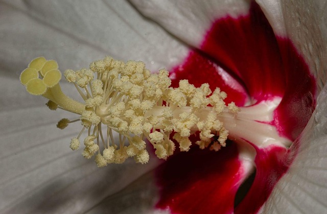 花 假定 - 上的免费照片