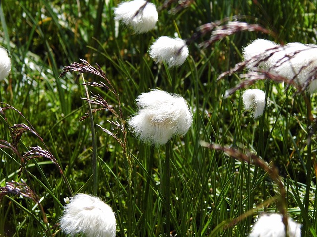 草 白色的 高山 Cottongrass - 上的免费照片
