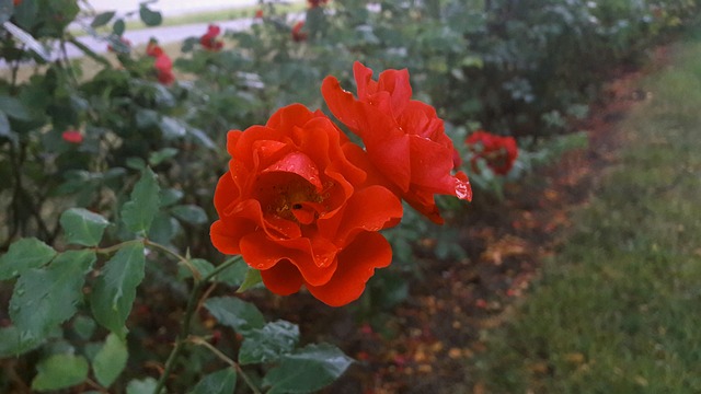 Regnv?t玫瑰 红玫瑰 水滴 - 上的免费照片