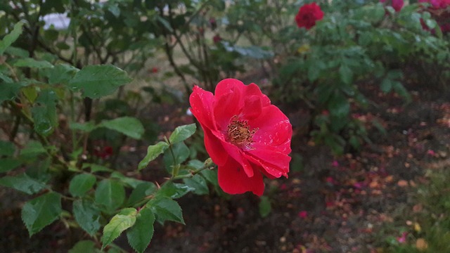 Regnv?t玫瑰 红玫瑰 水滴 - 上的免费照片