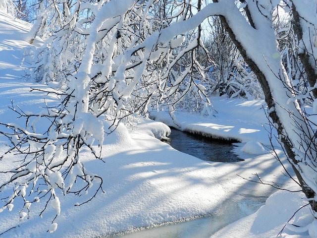 冬季 弗罗斯特 雪 - 上的免费照片