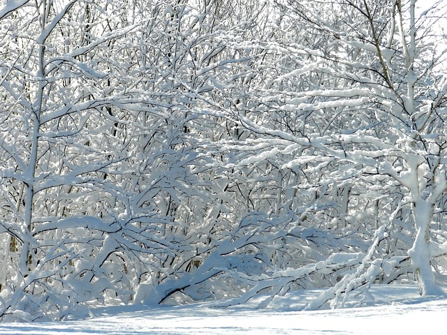 冬季 弗罗斯特 雪 - 上的免费照片