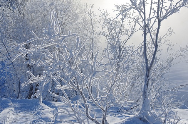 冬季 弗罗斯特 雪 - 上的免费照片