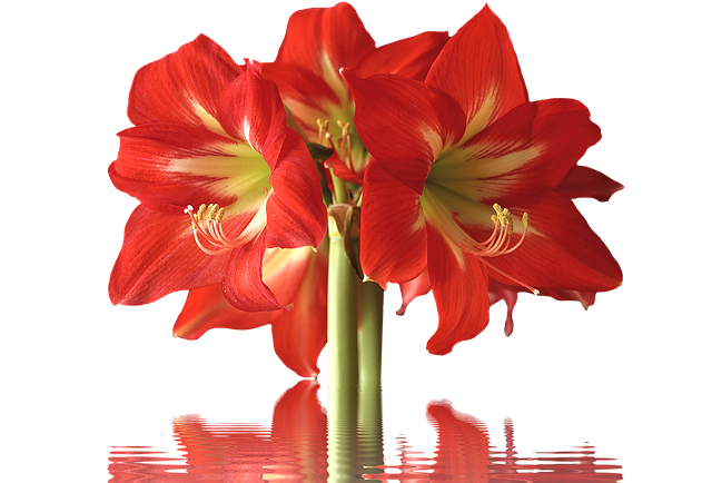 孤挺花 开花 盆栽的植物 - 上的免费照片