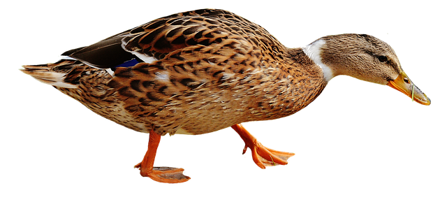 鸭 水鸟 家禽 - 上的免费照片