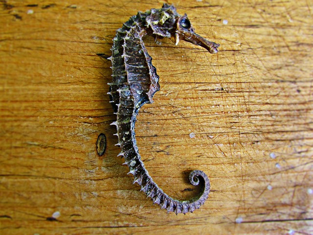 Konik 海 干燥 - 上的免费照片