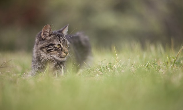 猫 草 动物 - 上的免费照片